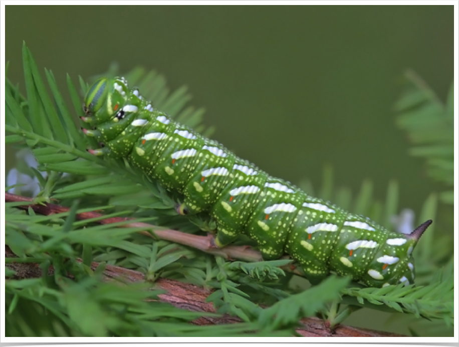 Isoparce cupressi
Bald Cypress Sphinx (final instar)
Greene County, Alabama